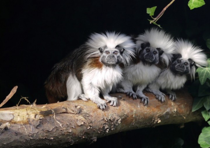 Monkey Haven