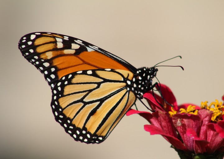 Butterfly World